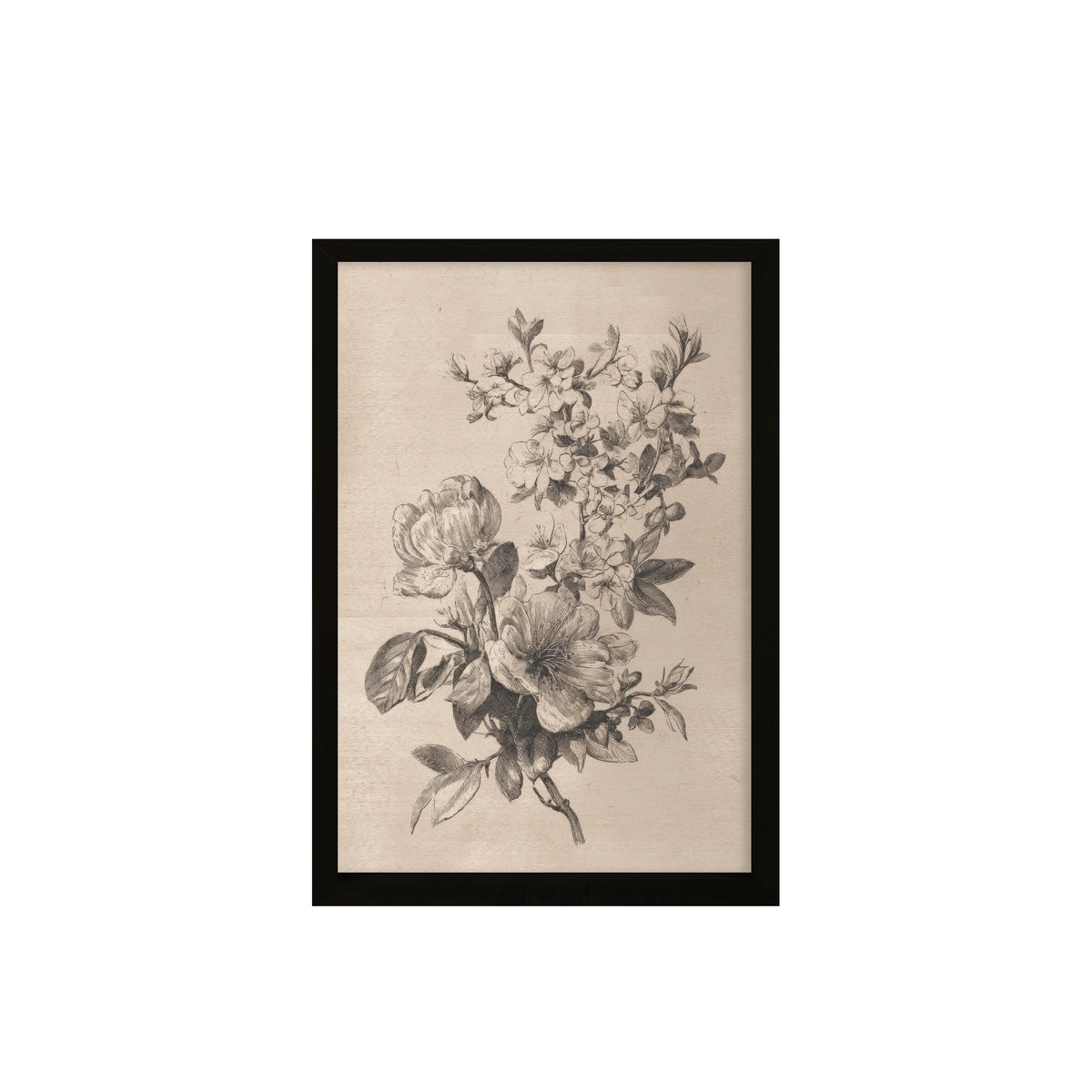 24x36 Sketched Botanicals