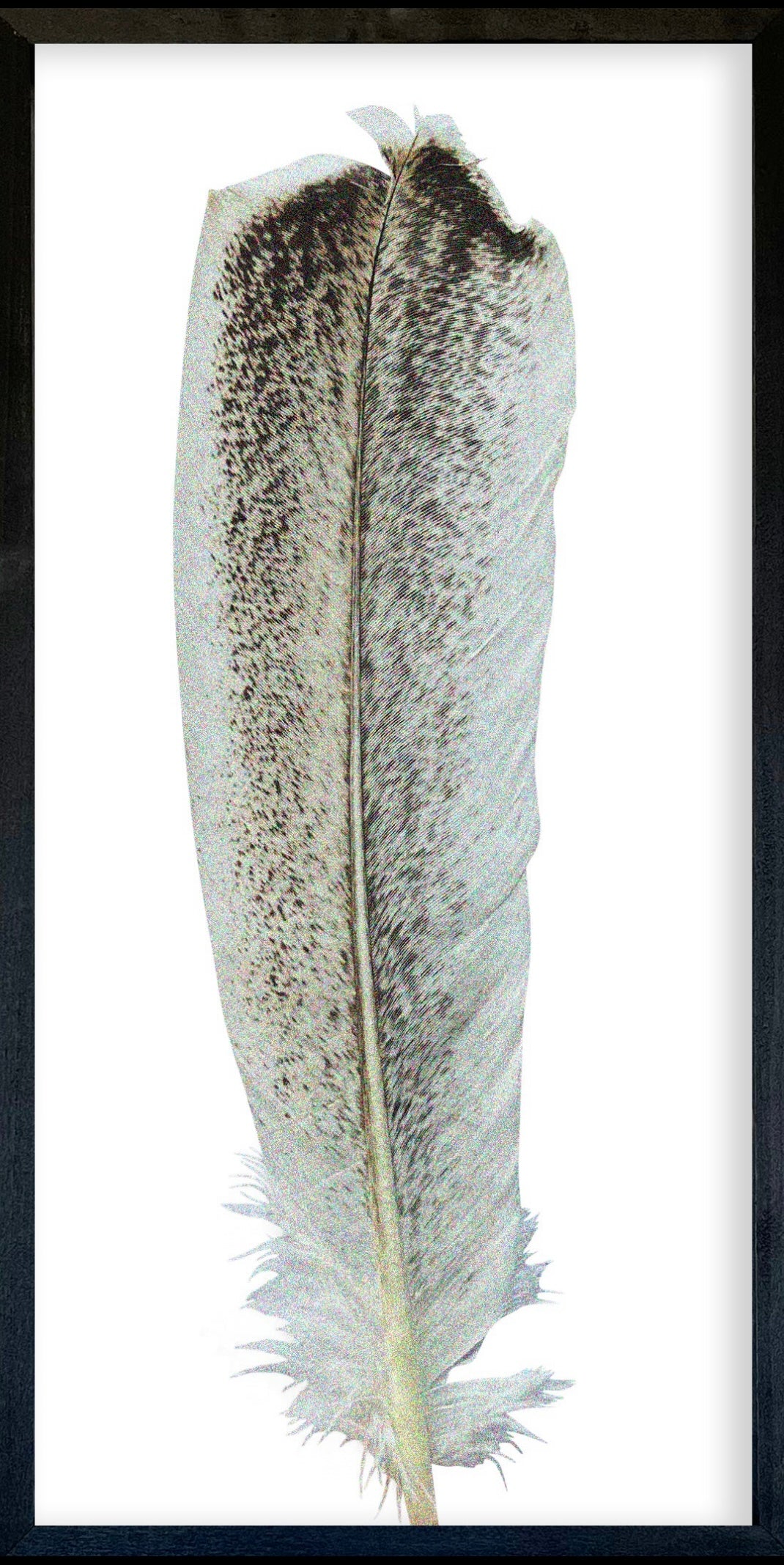 35 x 18 Textured Feathers
