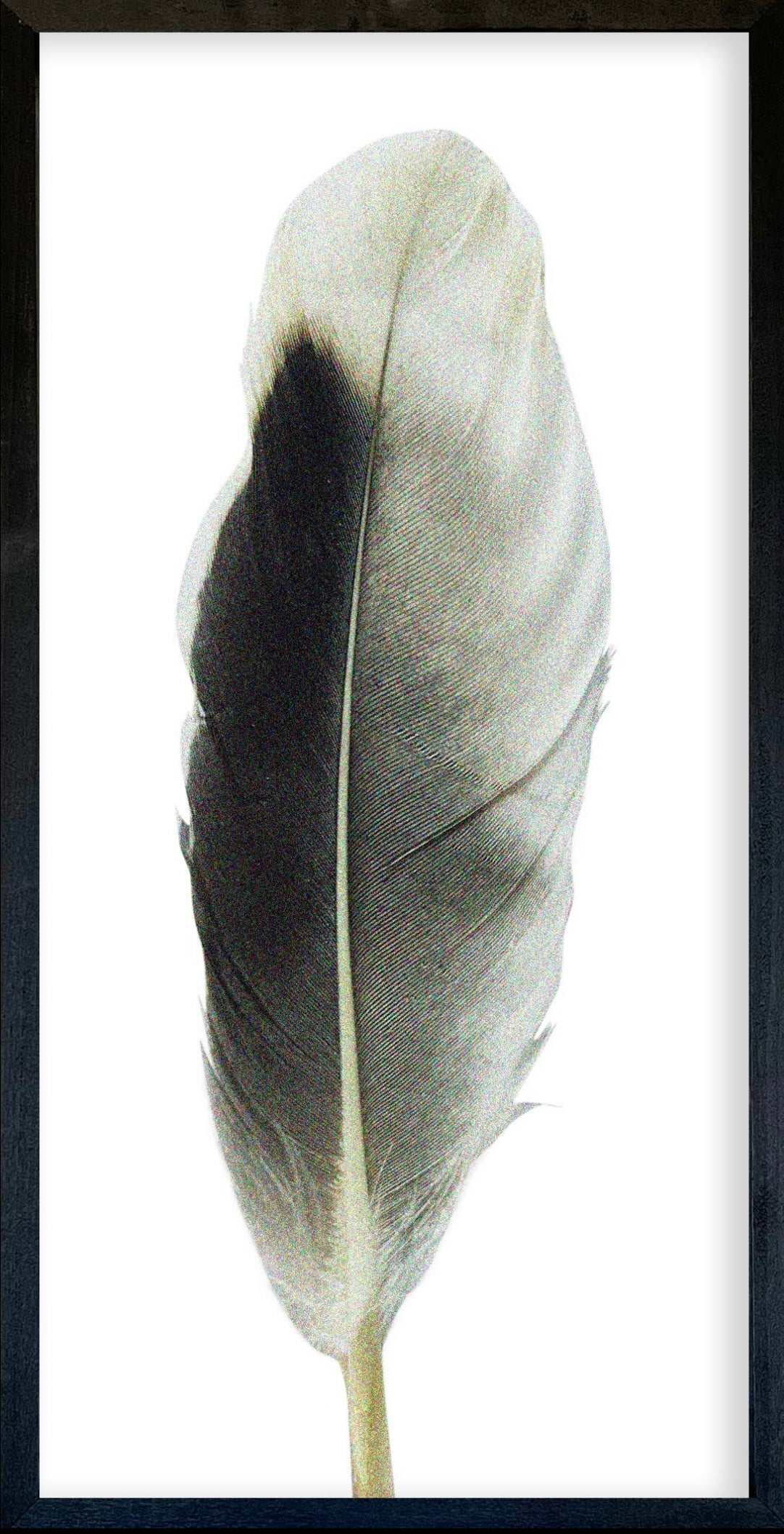 35 x 18 Textured Feathers