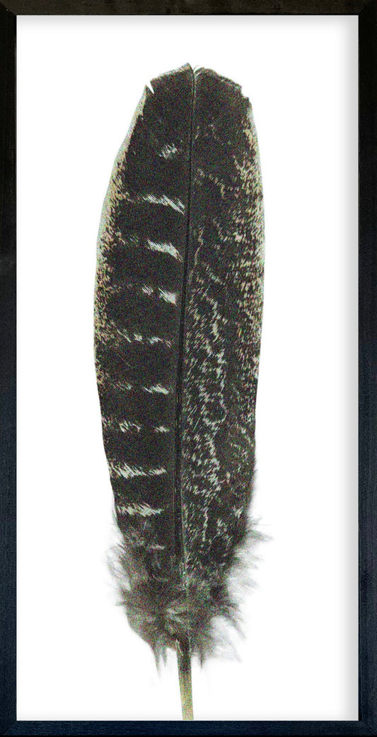 35 x 18 Textured Feathers