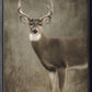 Dark Antler #7