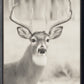 Vintage Antler #6