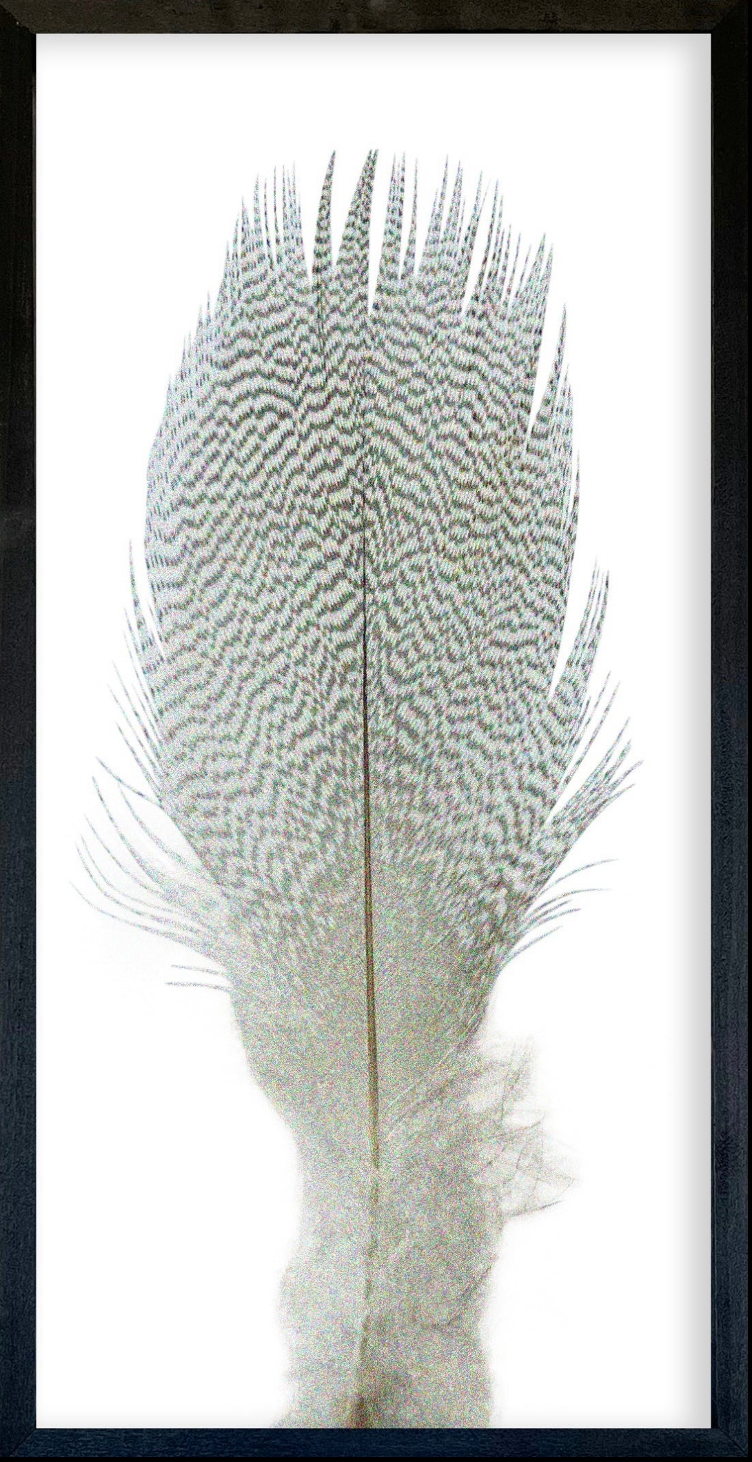 35 x 18 Textured Feathers